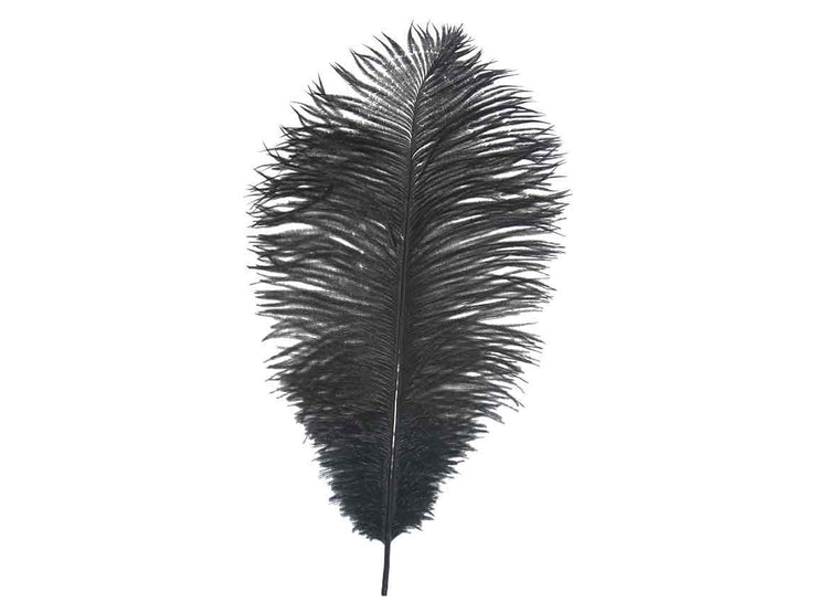 Ostrich Long Drab Feathers - Ostrich Africa