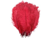 Ostrich Tail Feathers - Ostrich Africa