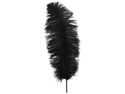 Ostrich Plumes - Long - First Quality - Ostrich Africa